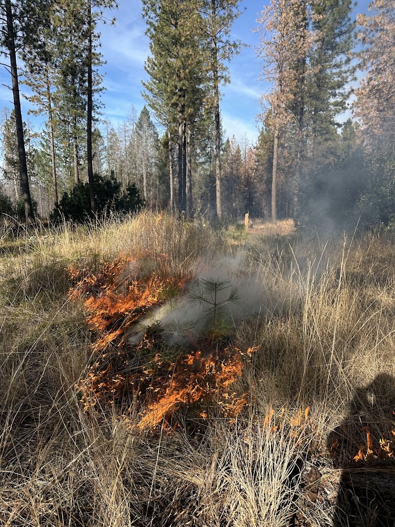 SIERRA NEVADA UNDER BURN