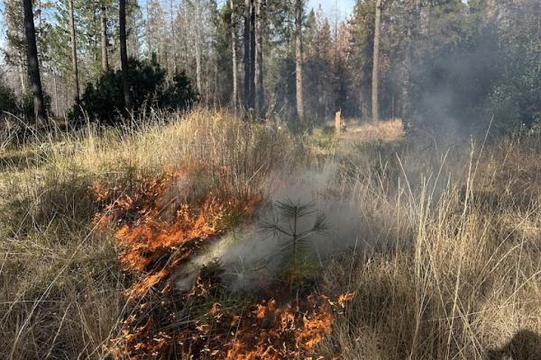 SIERRA NEVADA UNDER BURN